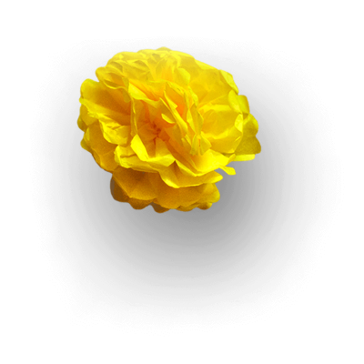 yellow-flower